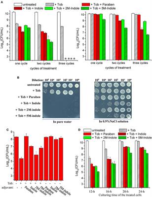 5-Methylindole Potentiates Aminoglycoside Against Gram-Positive Bacteria Including Staphylococcus aureus Persisters Under Hypoionic Conditions